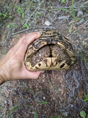 Stigmochelys pardalis