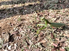 Hierodula