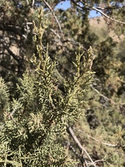 Cupressus nevadensis