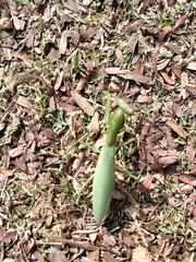 Hierodula