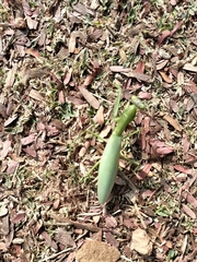 Hierodula