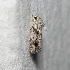 Agriophara confertella