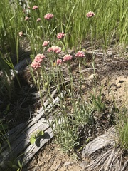Antennaria
