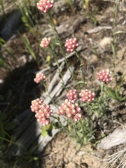 Antennaria