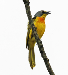 Telophorus sulfureopectus similis