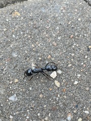 Plectroctena mandibularis