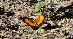 Cupha prosope