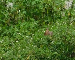 Ixobrychus cinnamomeus