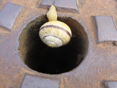Cepaea