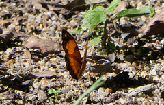Cupha prosope