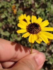 Encelia asperifolia