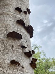 Hexagonia