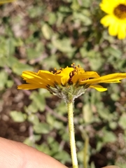 Encelia asperifolia