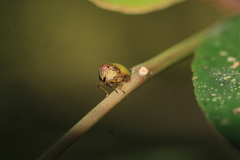 Hemisphaerius