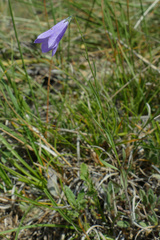 Campanula stenocodon