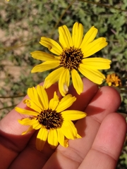 Encelia asperifolia