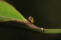 Hemisphaerius