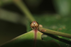 Hemisphaerius