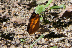 Cupha prosope