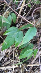 Tetrastigma hemsleyanum