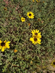 Encelia asperifolia