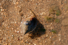 Nassarius pullus