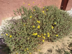 Encelia asperifolia