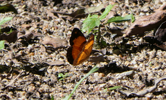 Cupha prosope