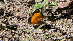 Cupha prosope