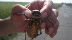 Bradyporus macrogaster