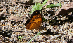 Cupha prosope