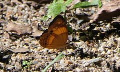 Cupha prosope