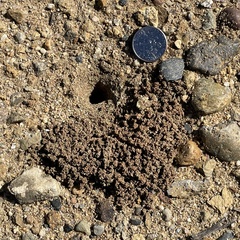 Apoidea