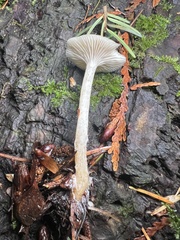 Clitocybe deceptiva