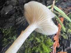 Clitocybe deceptiva