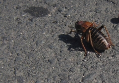 Bradyporus macrogaster