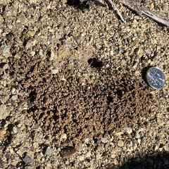 Apoidea