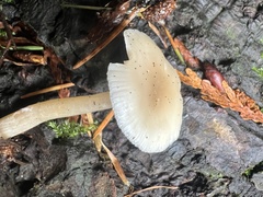 Clitocybe deceptiva