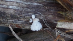 Schizophyllum