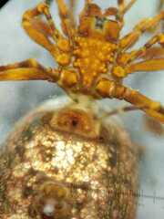 Spheropistha