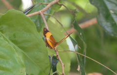 Cupha prosope