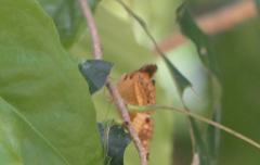 Cupha prosope