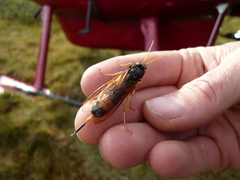 Urocerus flavicornis