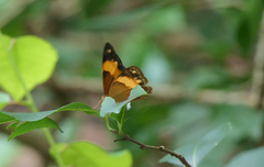 Cupha prosope