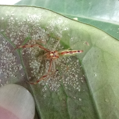 Viciria pavesii