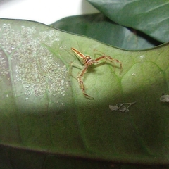 Viciria pavesii