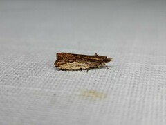 Statherotis euryphaea