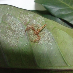 Viciria pavesii