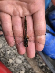 Procordulia smithii