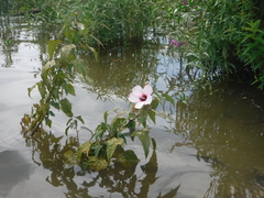 Hibiscus laevis